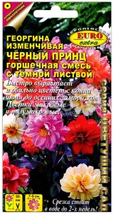 Георгина изменчивая Черный принц с темной листвой, смесь