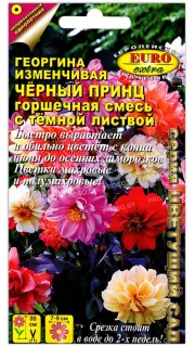 Георгина изменчивая Черный принц с темной листвой, смесь