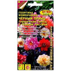 Георгина изменчивая Черный принц с темной листвой, смесь