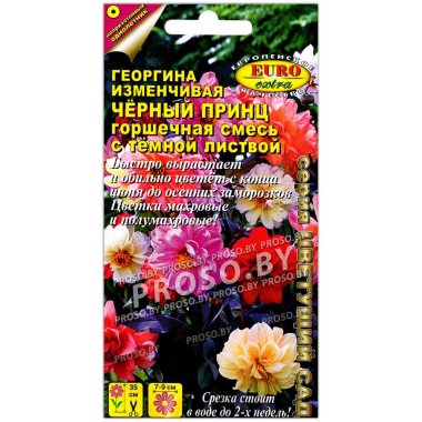 Георгина изменчивая Черный принц с темной листвой, смесь