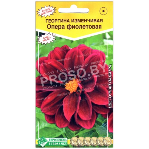 Георгина изменчивая Опера фиолетовая