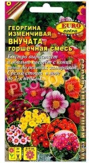 Георгина изменчивая Внучата, горшечная смесь