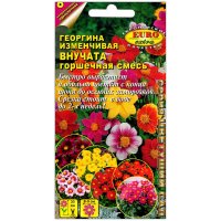 Георгина изменчивая Внучата, горшечная смесь