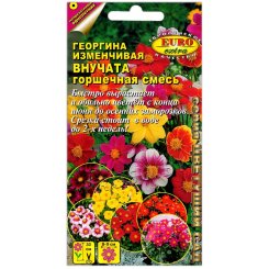 Георгина изменчивая Внучата, горшечная смесь