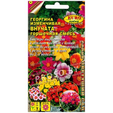 Георгина изменчивая Внучата, горшечная смесь