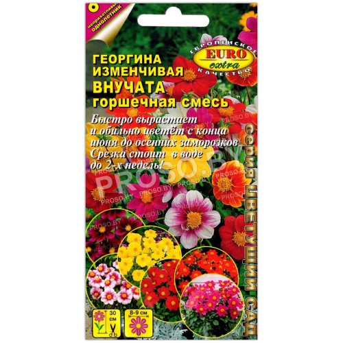 Георгина изменчивая Внучата, горшечная смесь