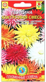Георгина Кактусовая, смесь