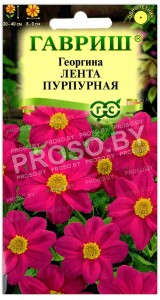 Георгина Лента пурпурная