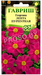 Георгина Лента пурпурная