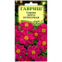 Георгина Лента пурпурная