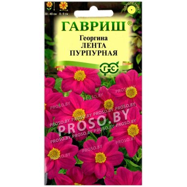 Георгина Лента пурпурная