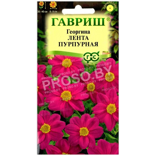 Георгина Лента пурпурная