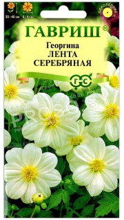 Георгина Лента серебряная