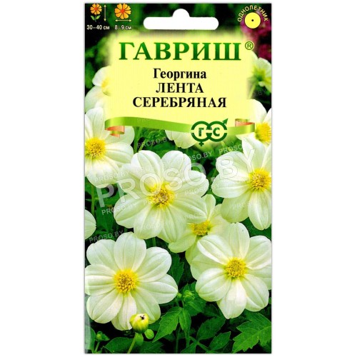 Георгина Лента серебряная