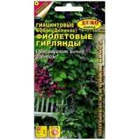 Гиацинтовые бобы Фиолетовые гирлянды