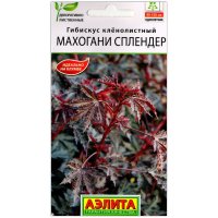 Гибискус кленолистный Махогани сплендер