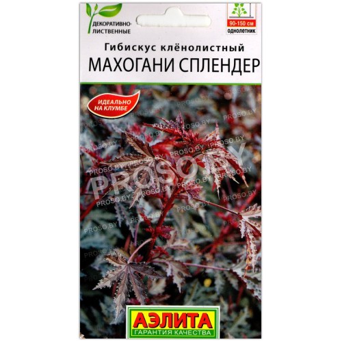 Гибискус кленолистный Махогани сплендер