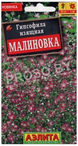 Гипсофила изящная Малиновка