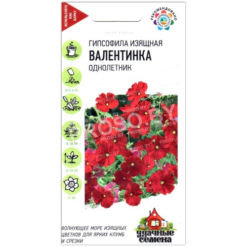 Гипсофила изящная Валентинка