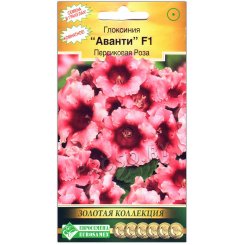 Глоксиния Аванти персиковая роза F1
