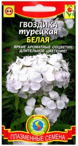 Гвоздика бородатая (турецкая) Белая