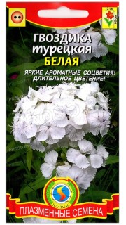 Гвоздика бородатая (турецкая) Белая