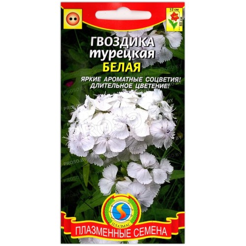 Гвоздика бородатая (турецкая) Белая