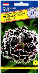 Гвоздика геддевига Черная с белой каймой