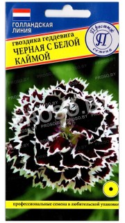 Гвоздика геддевига Черная с белой каймой