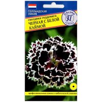 Гвоздика геддевига Черная с белой каймой