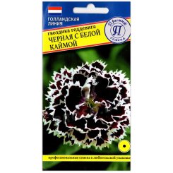 Гвоздика геддевига Черная с белой каймой