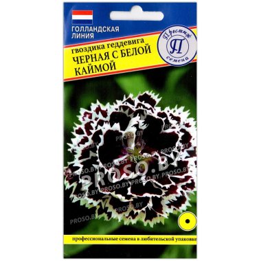 Гвоздика геддевига Черная с белой каймой