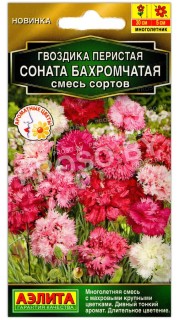 Гвоздика перистая Соната бахромчатая, смесь
