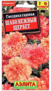Гвоздика садовая Шабо нежный щербет