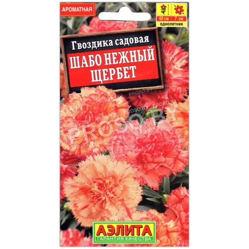 Гвоздика садовая Шабо нежный щербет