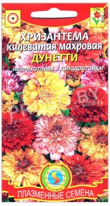 Хризантема Дунетти, смесь