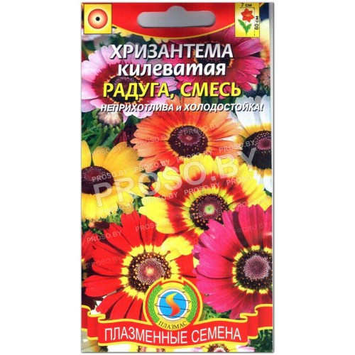 Хризантема килеватая Радуга, смесь