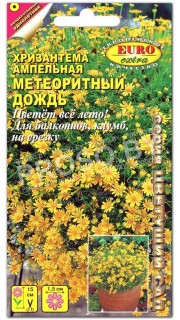 Хризантема Метеоритный дождь