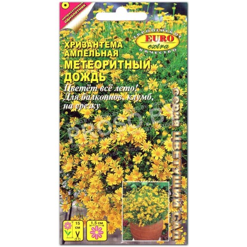 Хризантема Метеоритный дождь