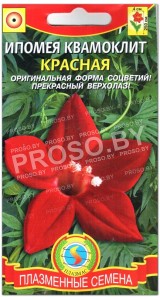 Ипомея квамоклит Красная
