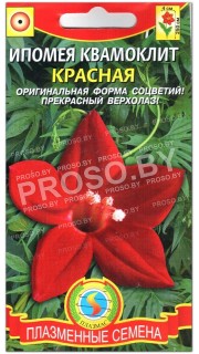 Ипомея квамоклит Красная