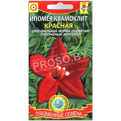 Ипомея квамоклит Красная