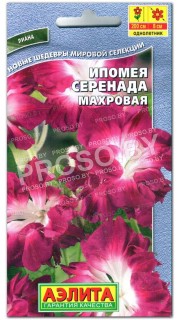Ипомея Серенада