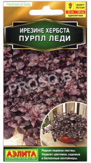 Ирезине хербста Пурпл леди
