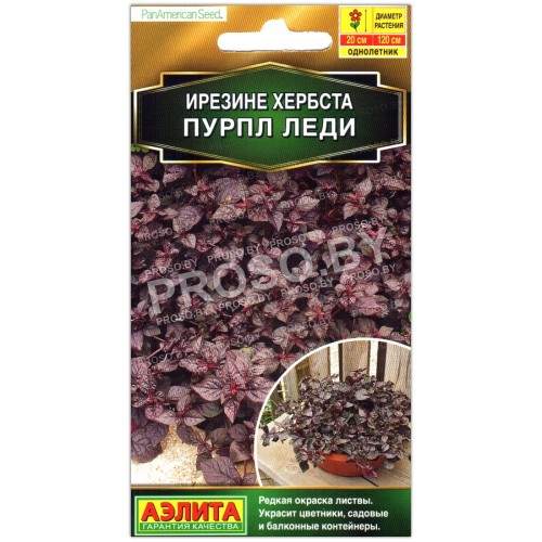 Ирезине хербста Пурпл леди