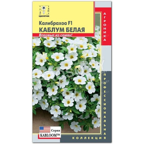 Калибрахоа Каблум белая F1