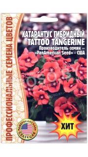 Катарантус гибридный Tattoo tangerine