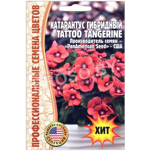 Катарантус гибридный Tattoo tangerine