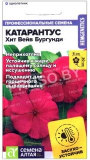 Катарантус Хит вейв бургунди