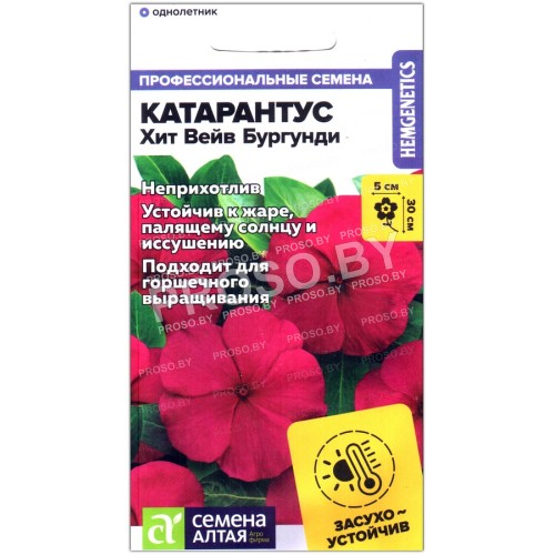 Катарантус Хит вейв бургунди
